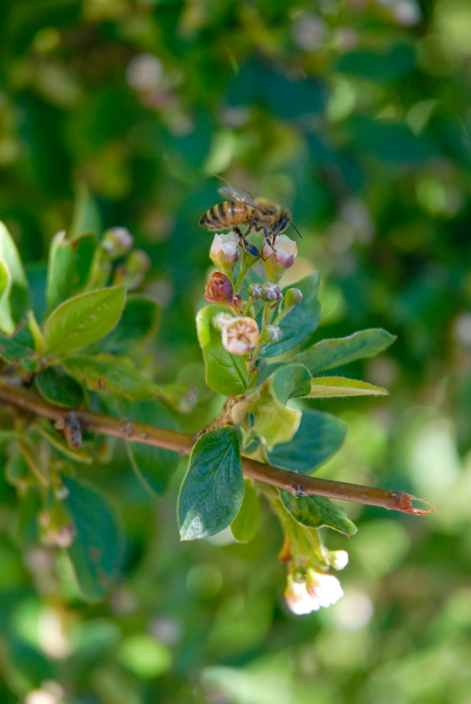 Peking Cotoneaster